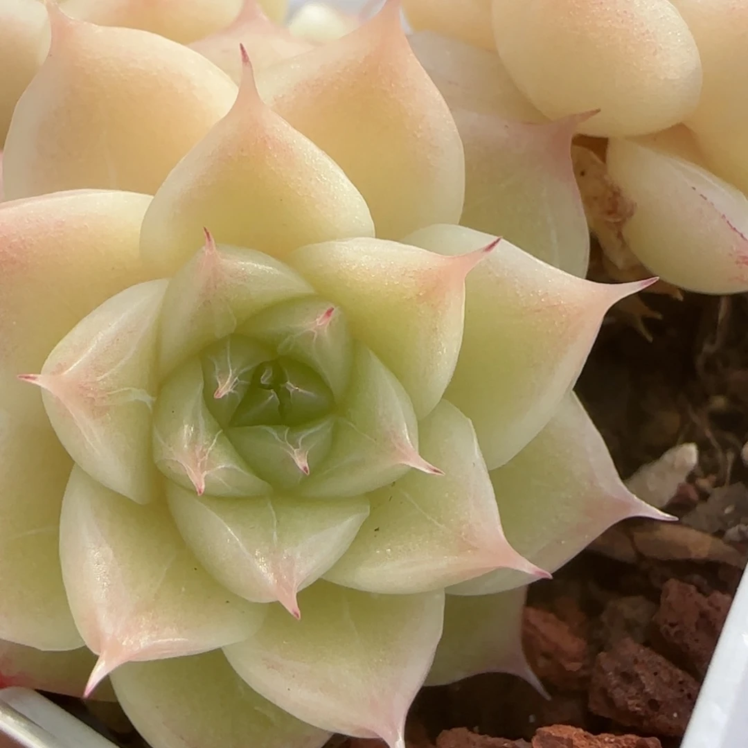 花语逸镜0118-230