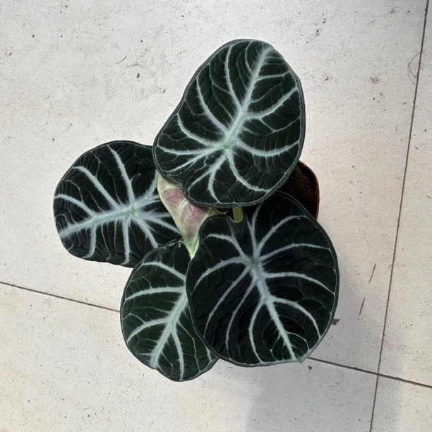 黑天鹅忍者海芋盆栽网红植物   延