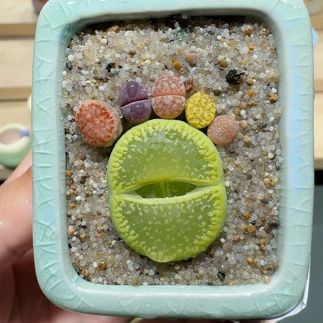 红陶蘑菇204彩拼