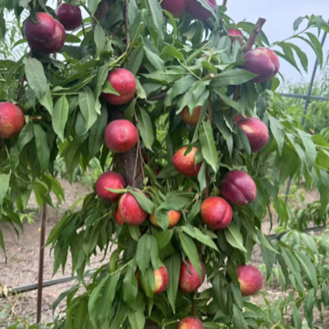 家庭版，5月到9月都有，组合新品种桃树苗