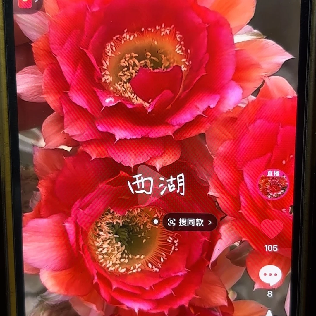 16-20彩侧牙20包邮3