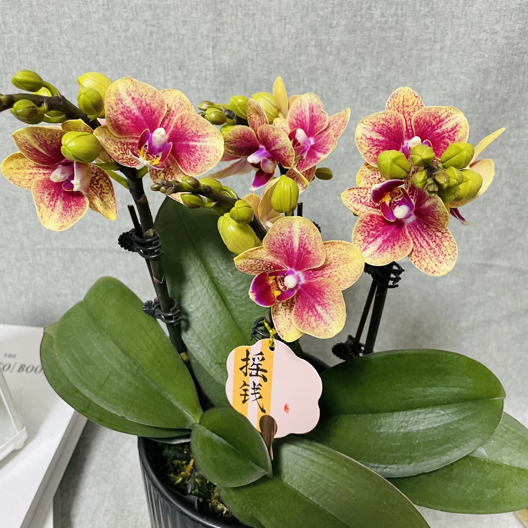 【金蝶】蝴蝶兰精品年宵花室内鲜花绿植送礼亲戚礼物盆栽乔迁