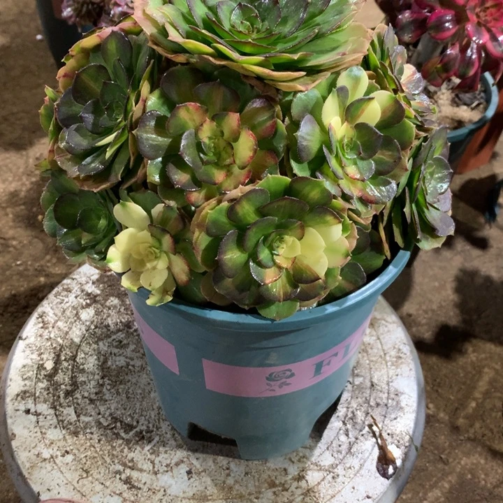 868海王七彩多肉植物特价