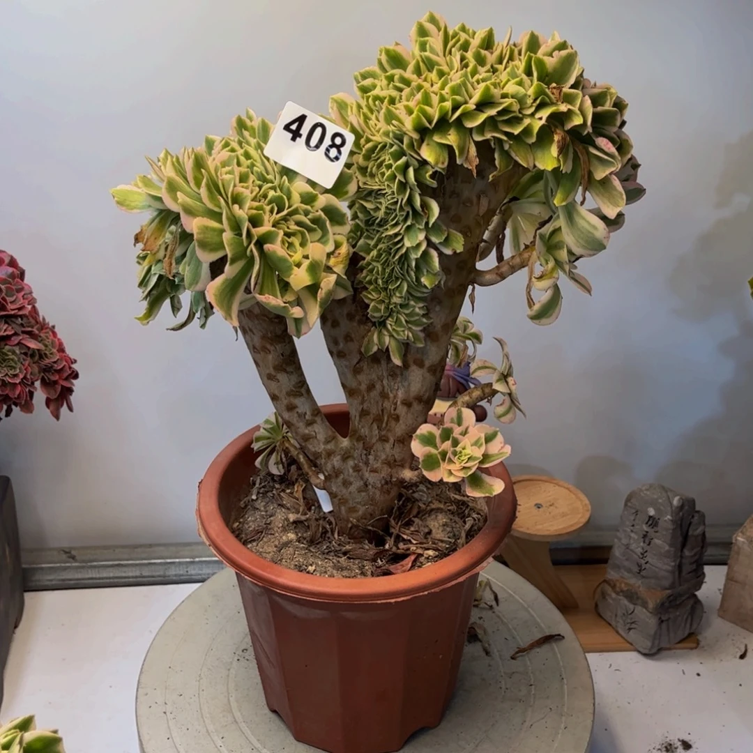 多肉植物迈巴赫缀408