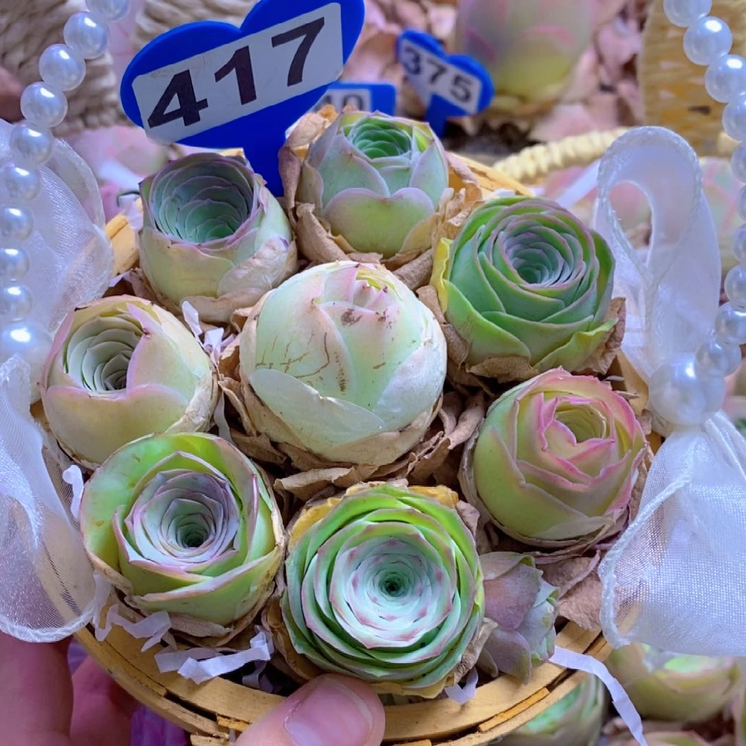 无花朵417山地玫瑰花篮