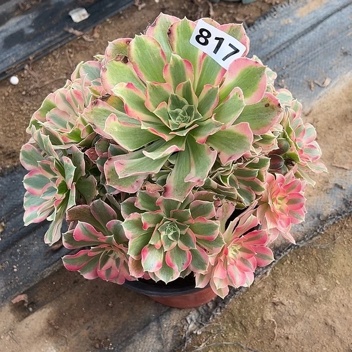 多肉植物叶罗刹817号