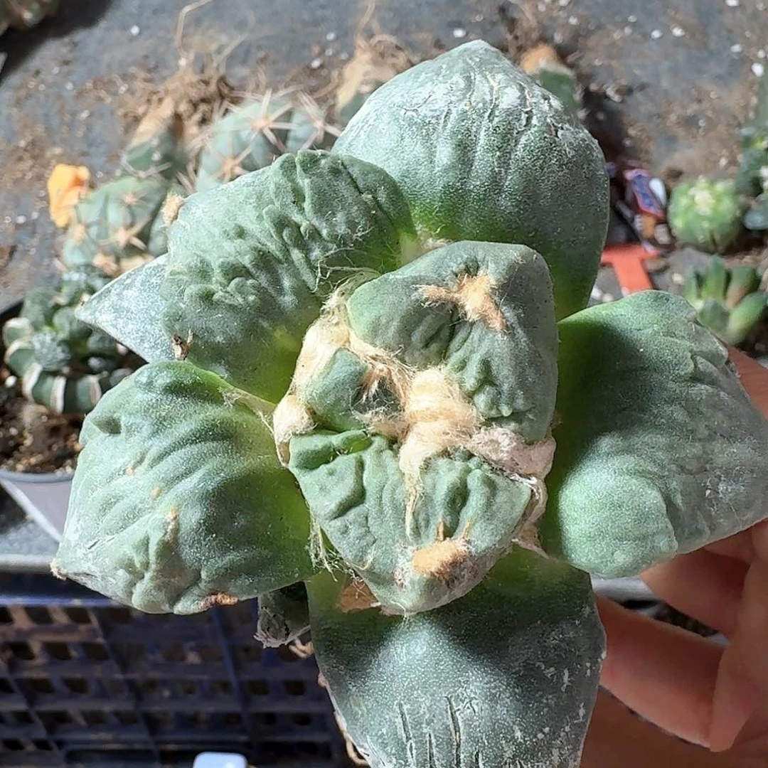 【闪购商品】无花朵A***窝怒涛550