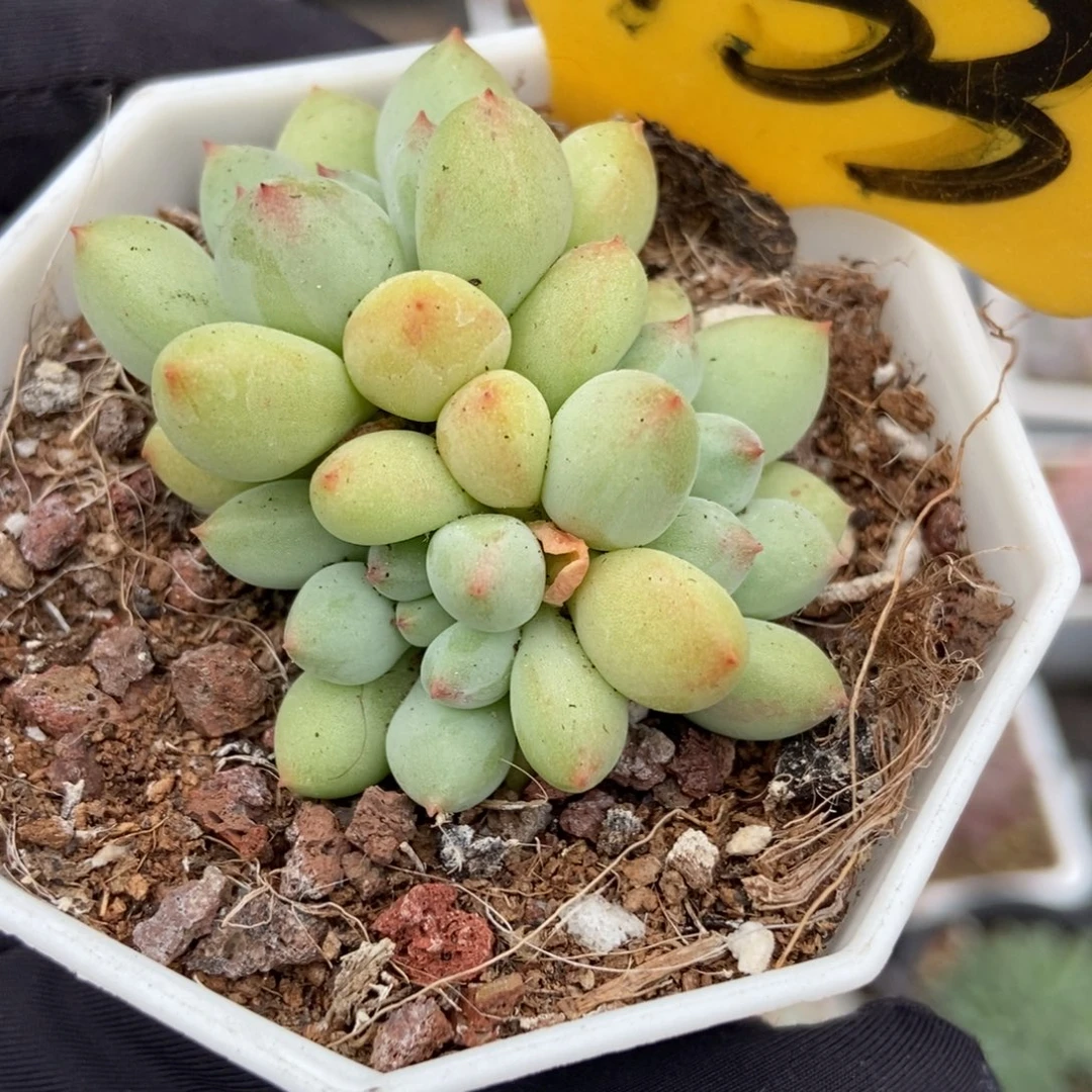 6133萤火虫多肉植物