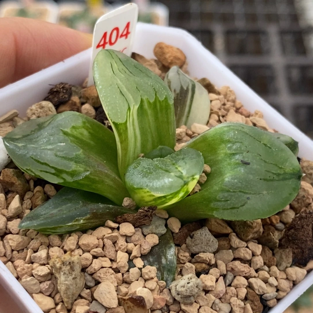 404号冰城锦多肉植物