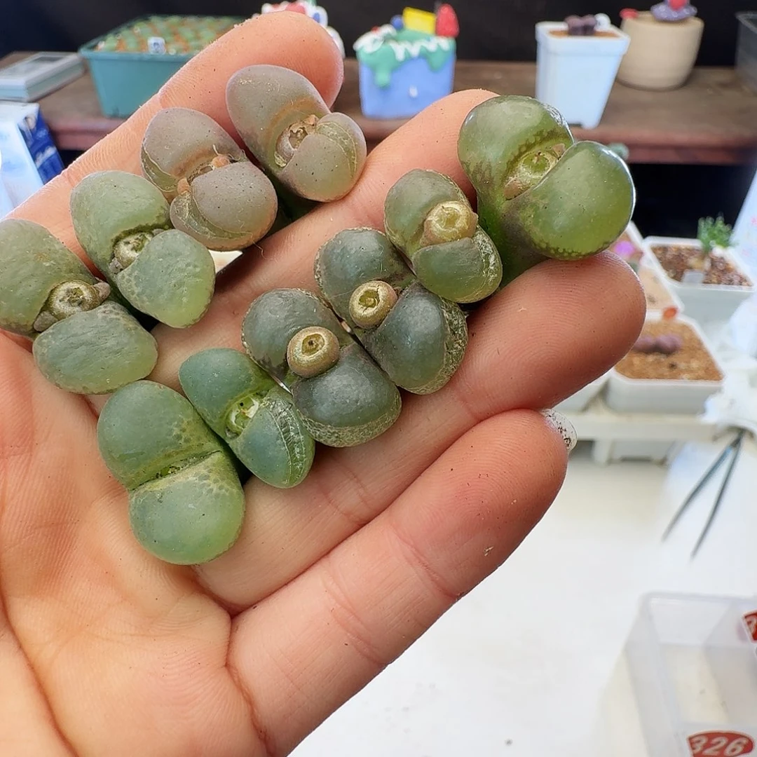 多肉植物福利风铃322