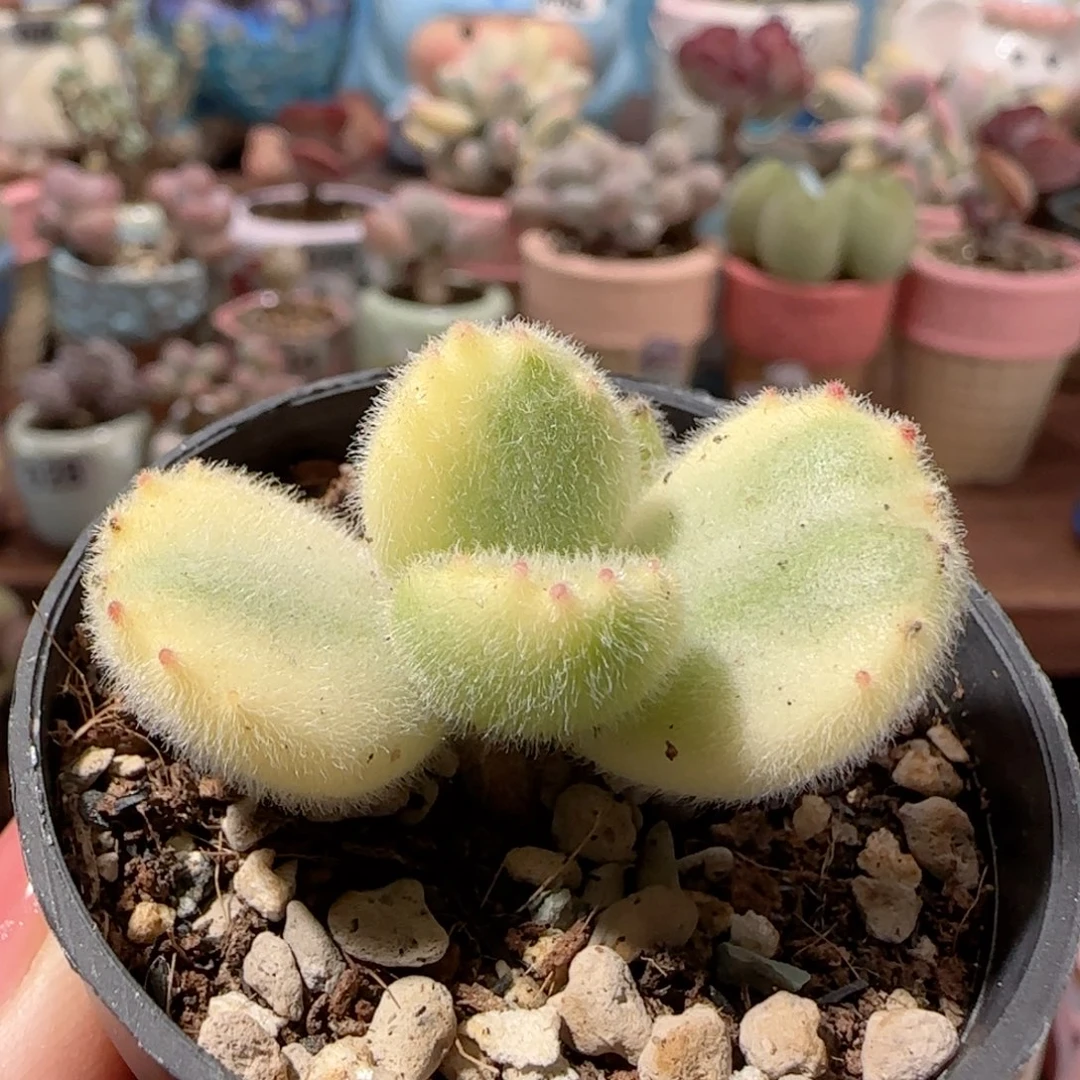 Y***oT熊童子盆口3.5cm