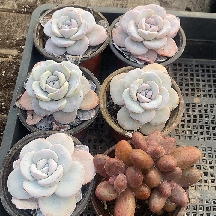 *****无花朵1843号一物一拍雪莲