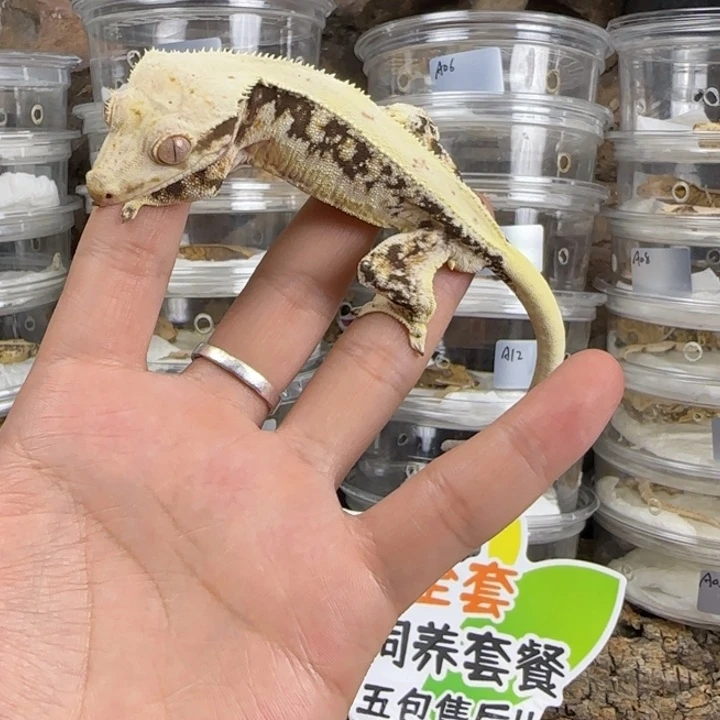 阿***昭睫角守宫莉莉白补差价，前面那只换这个