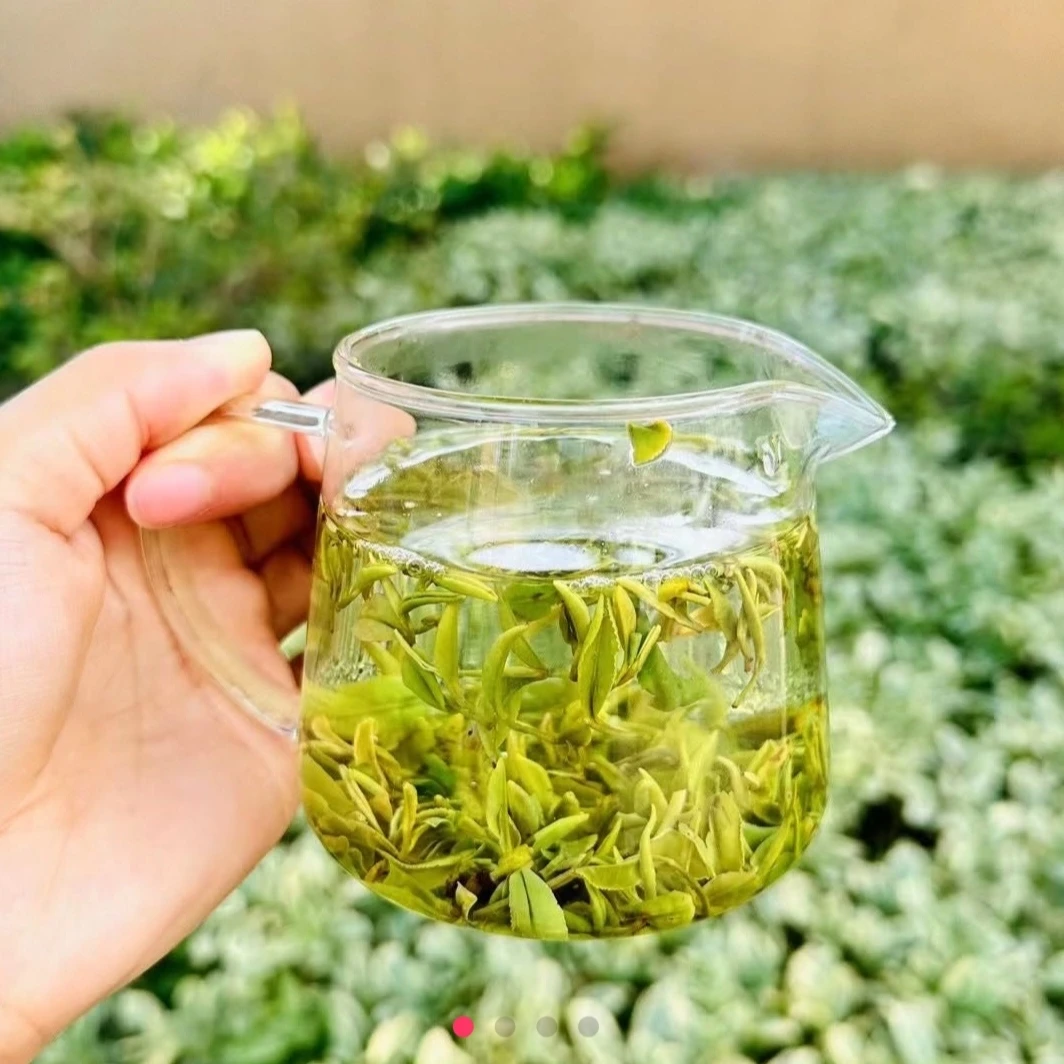 2025年日照绿茶4.3号露天头采