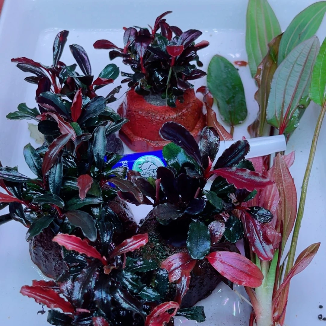 远***航美小呆哇塞套餐一份