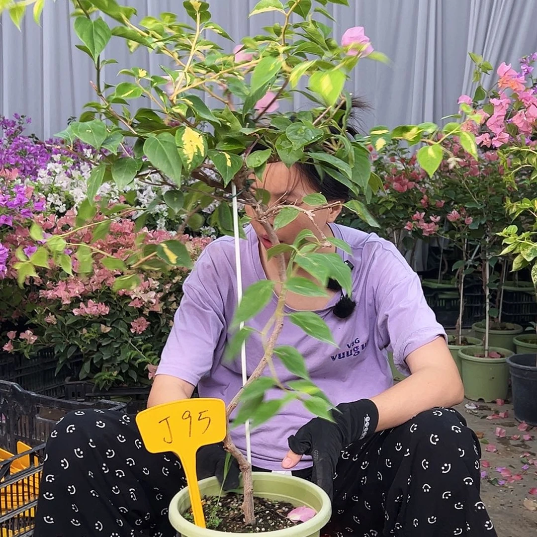 渔***晚完全开放J95金心橙白