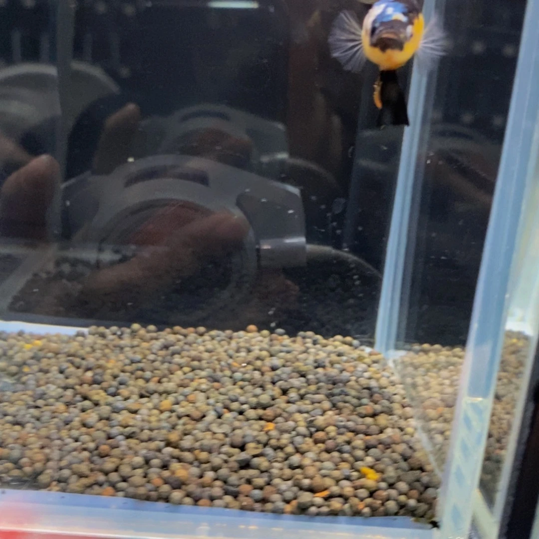 九***鹰斗鱼363绿豆！11111