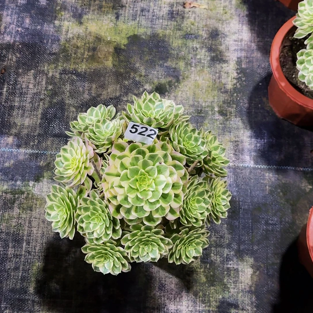 522海仙法师植物多肉