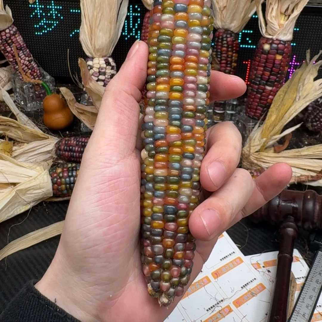 柏香籽/百香籽吊坠?*児