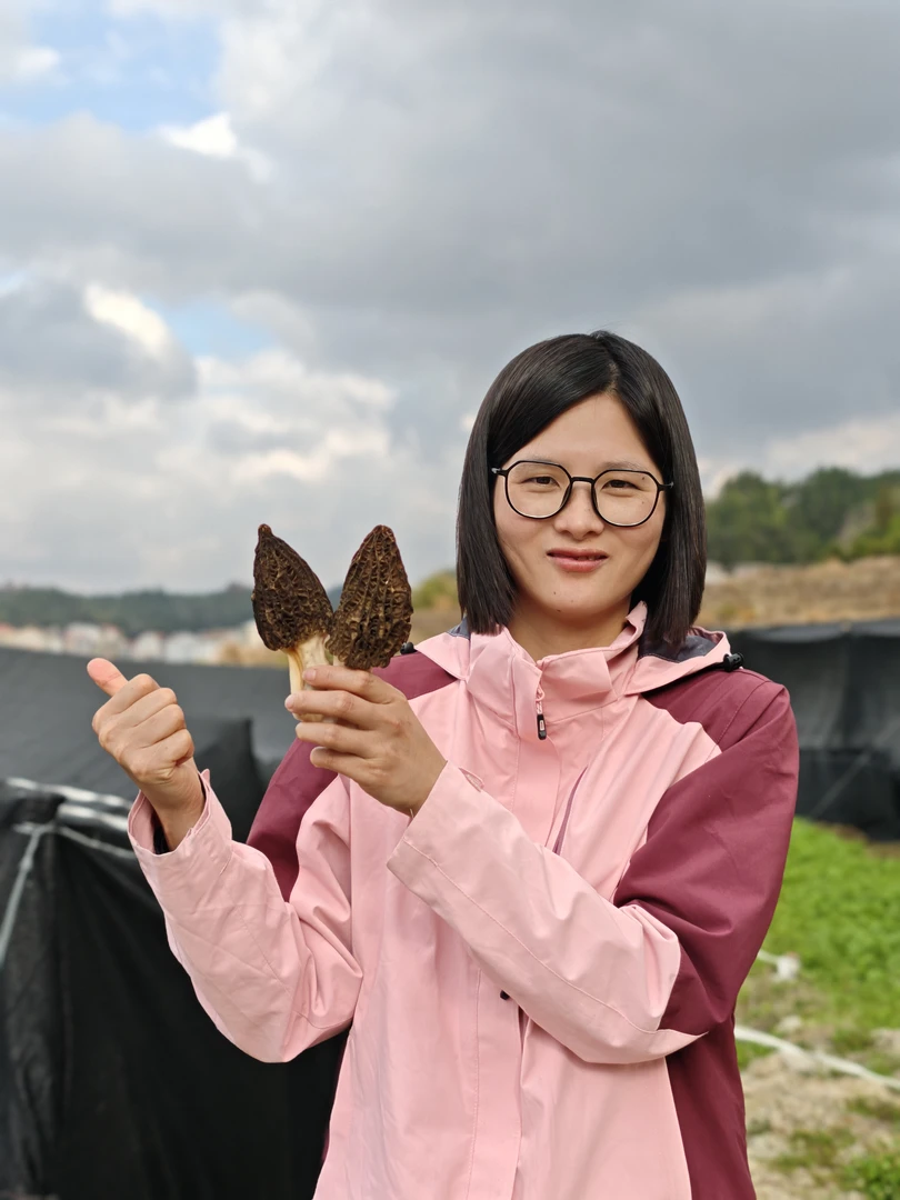 福建仙游高山（鲜）羊肚菌（干菇）