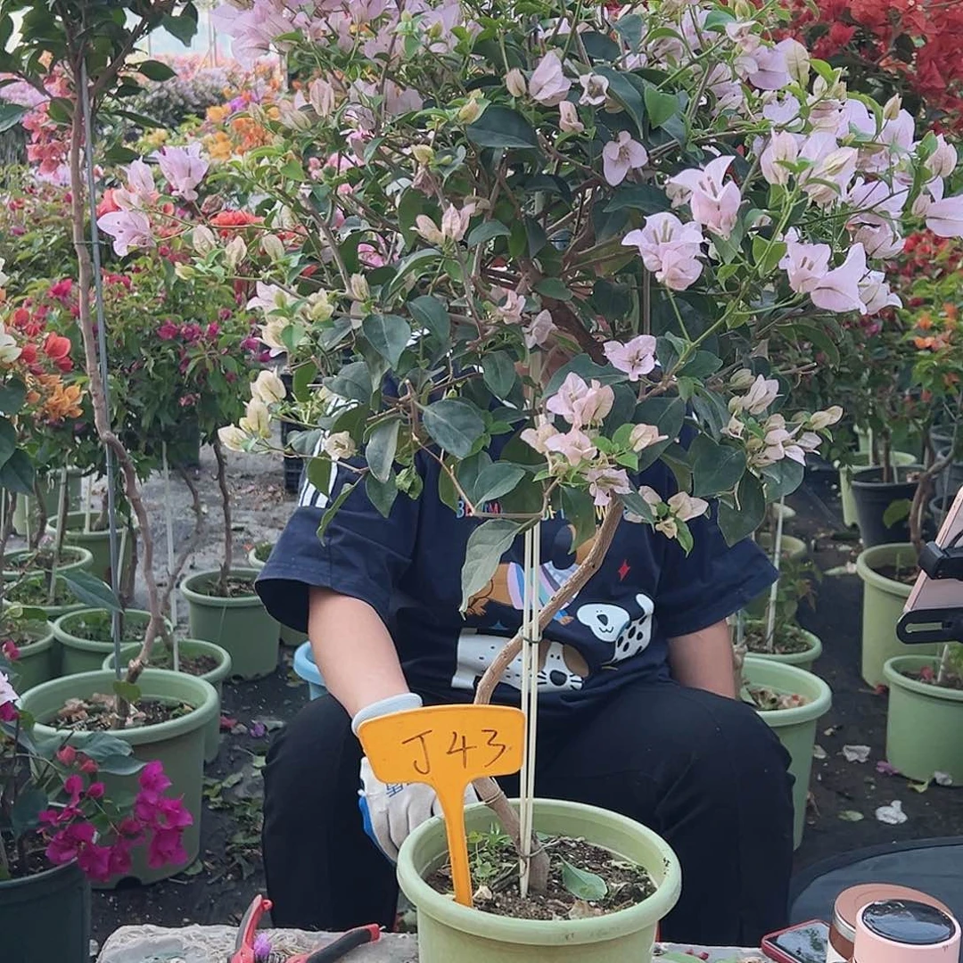 ****大部分花苞少量开放J43苹果花