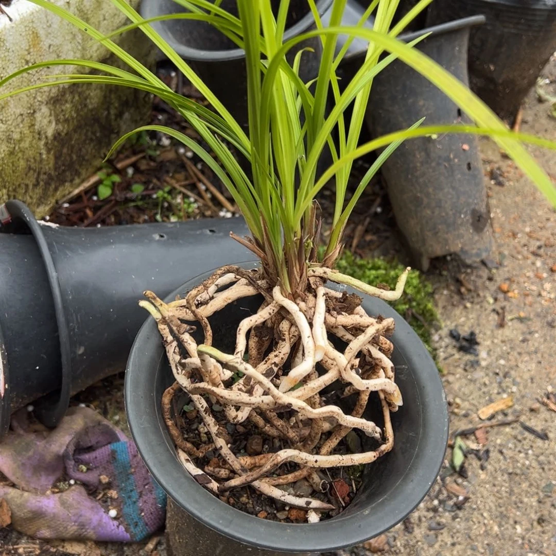 黄***困完全开放莲瓣偏黄不包邮