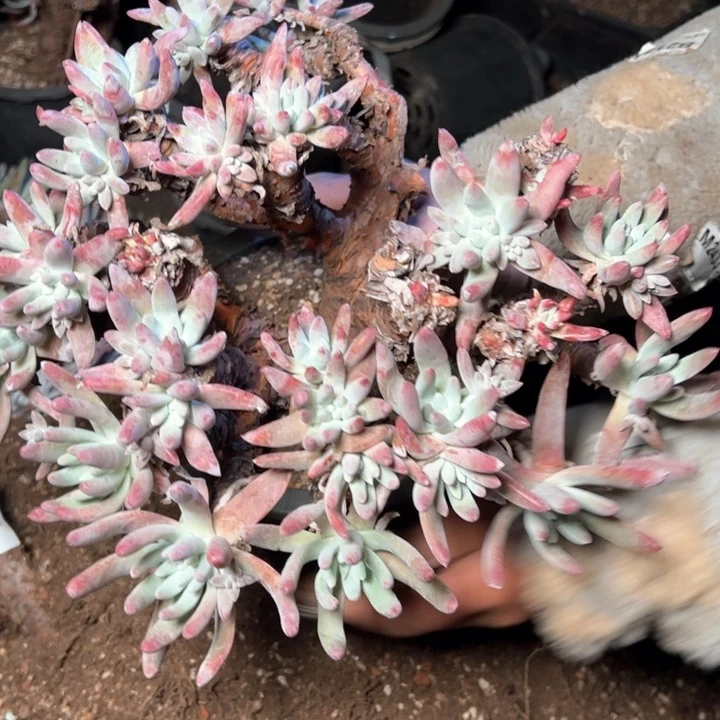 1416哈哈哈哈哈哈哈哈