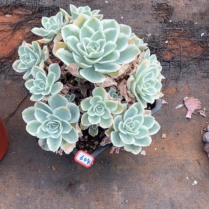 604柠檬玫瑰锦 一物一拍多肉