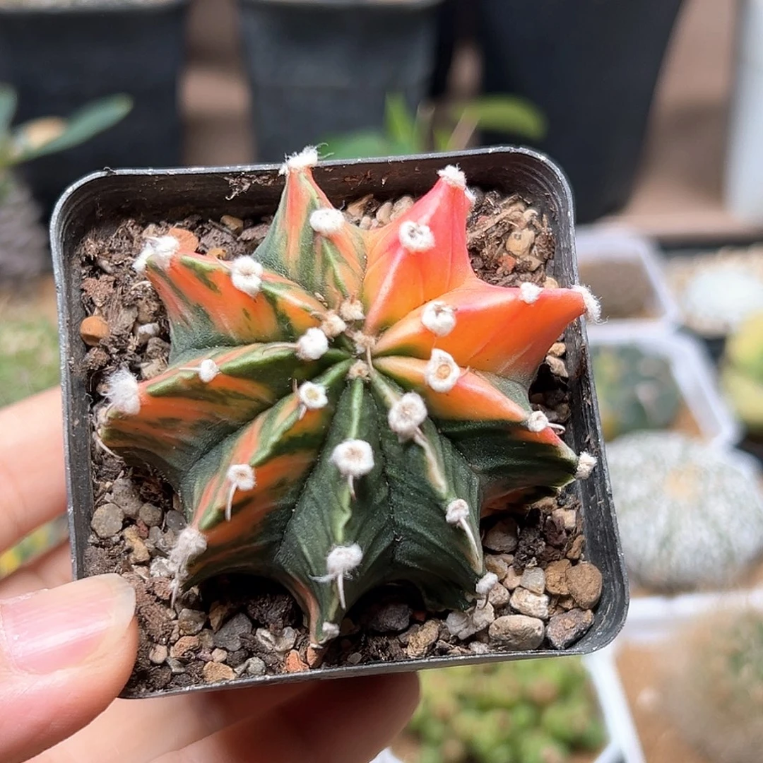 无花朵肋骨牡丹锦实生球一颗