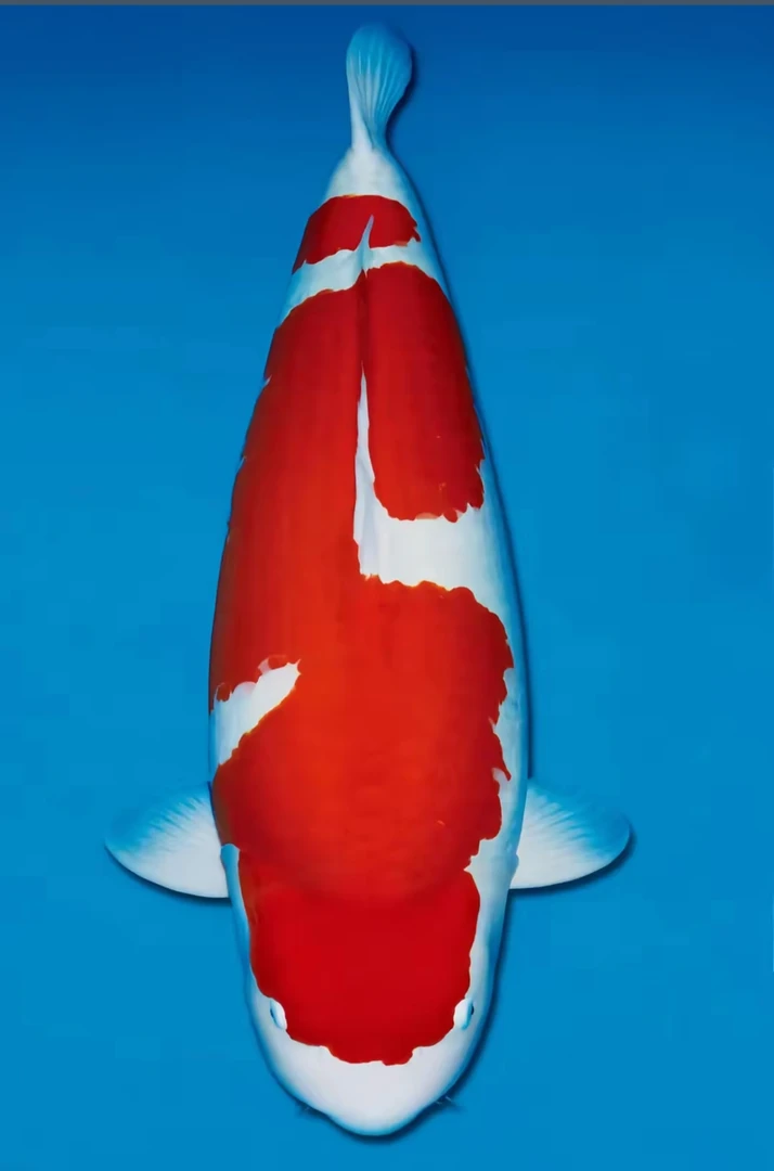 精品红白鱼苗锦鲤观赏鱼随机发