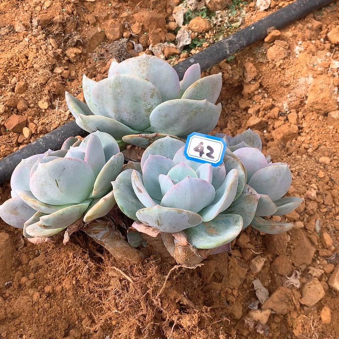 42凤一物一拍多肉
