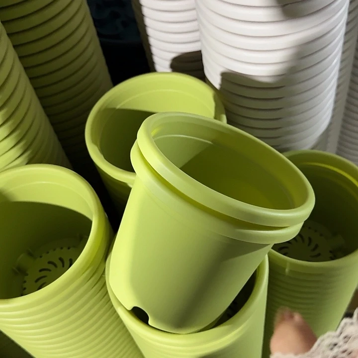 四季2号果绿无托10个