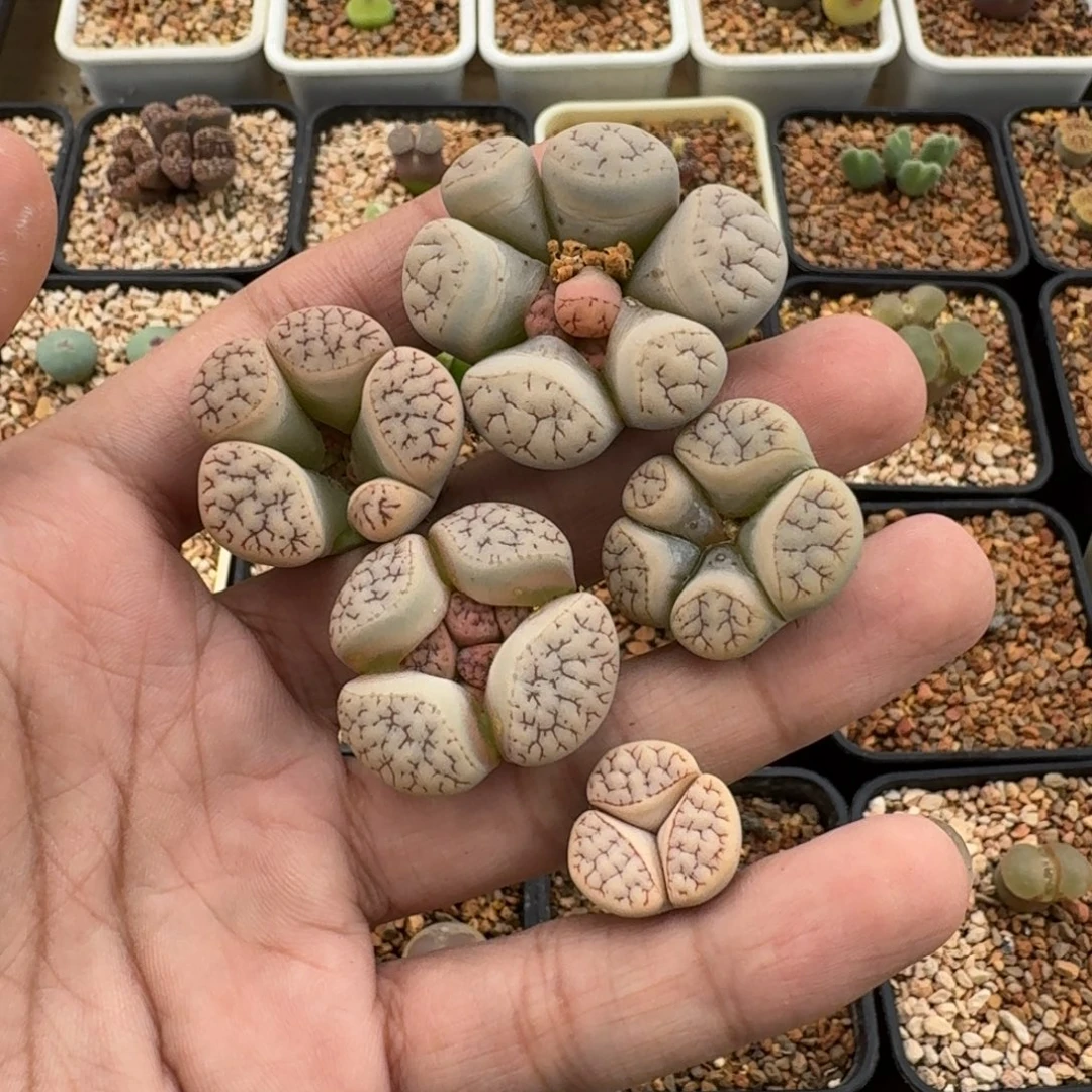 豪****云缦精品番杏7.4缀化