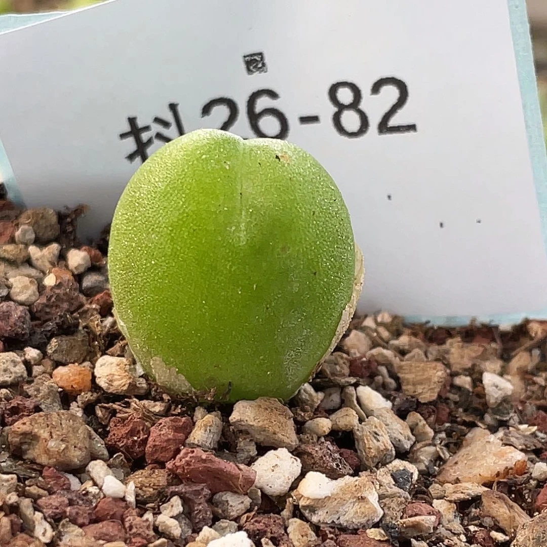 26-82哈默兔多肉植物