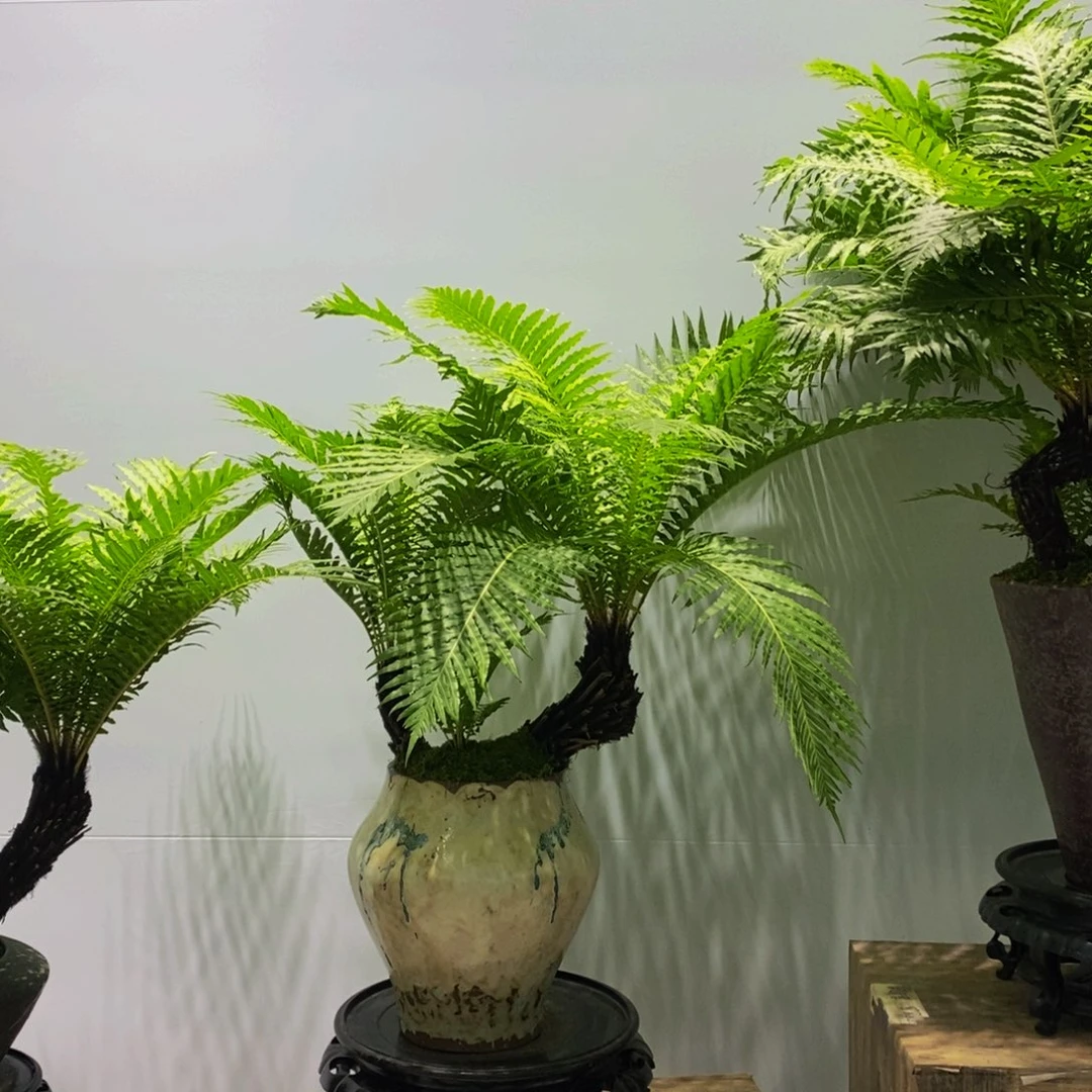 无花朵丽桌面款造型老桩富贵蕨