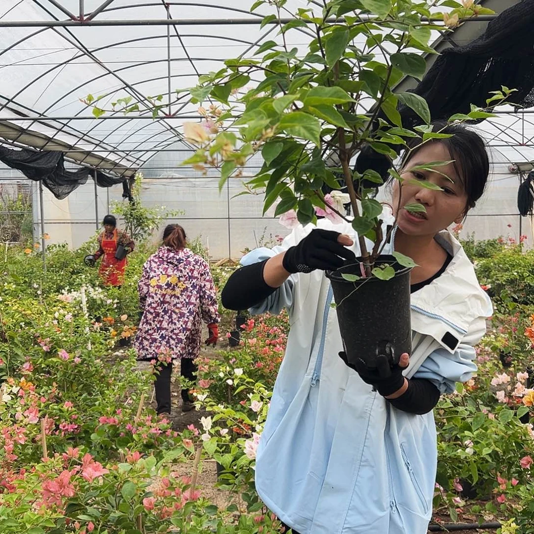 大部分花苞少量开放漳红樱