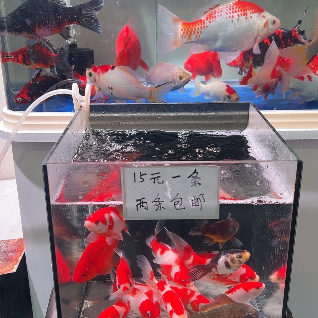 刚***好海水观赏鱼福利多多啊