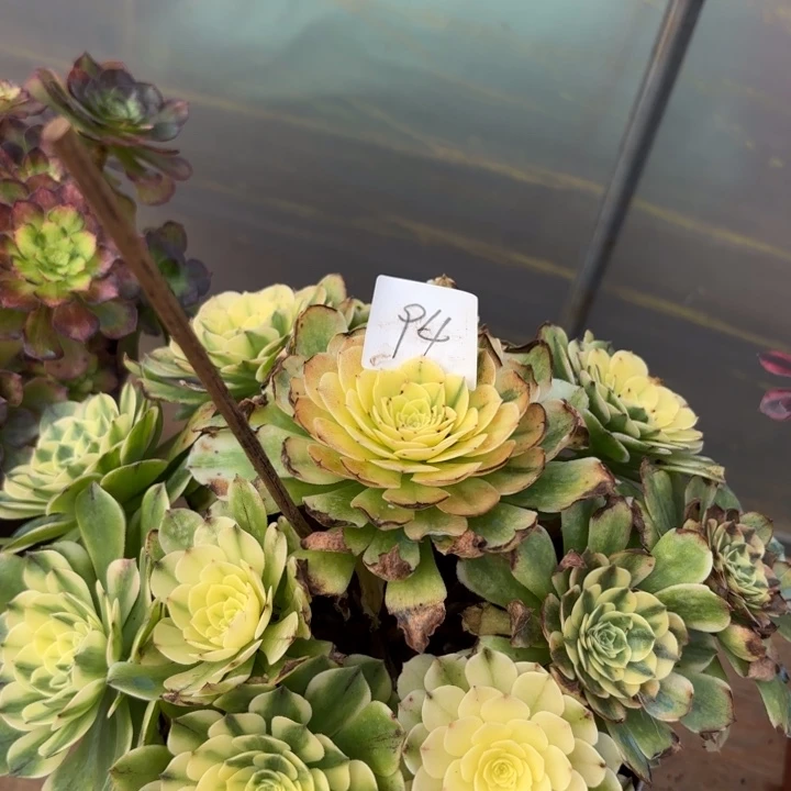 无花朵094特价特价伊丽莎白无售后