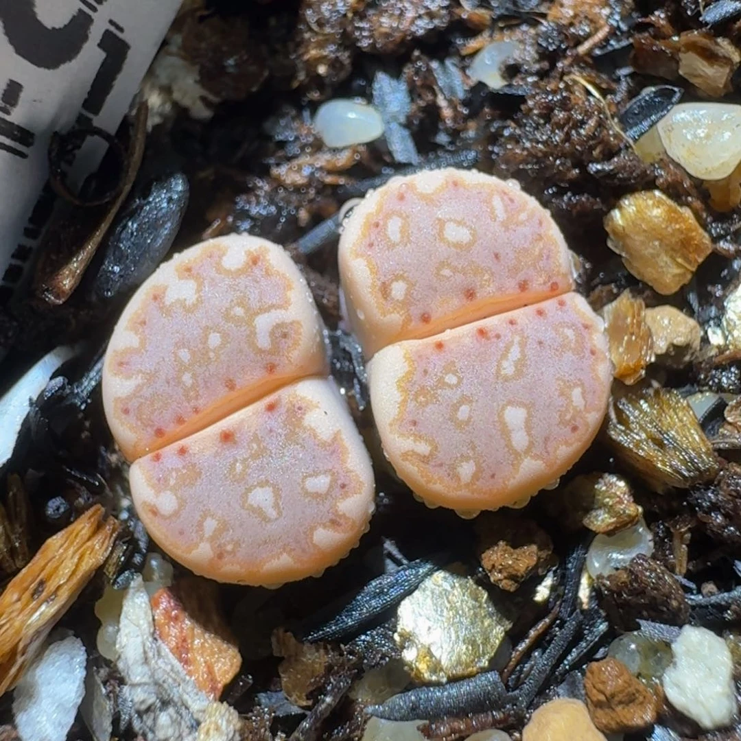 绝绝绝子生石花488