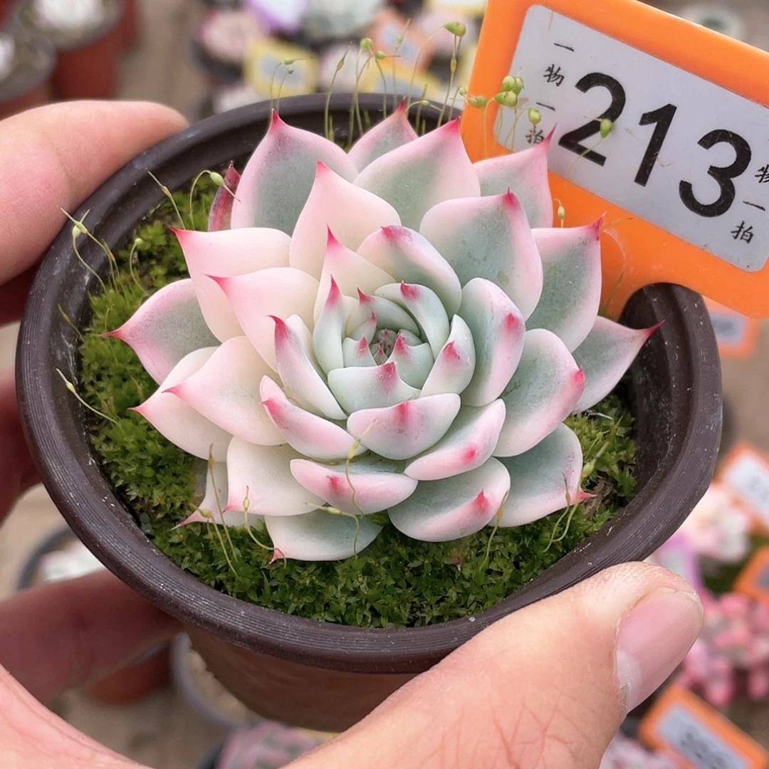 【闪购商品】213号