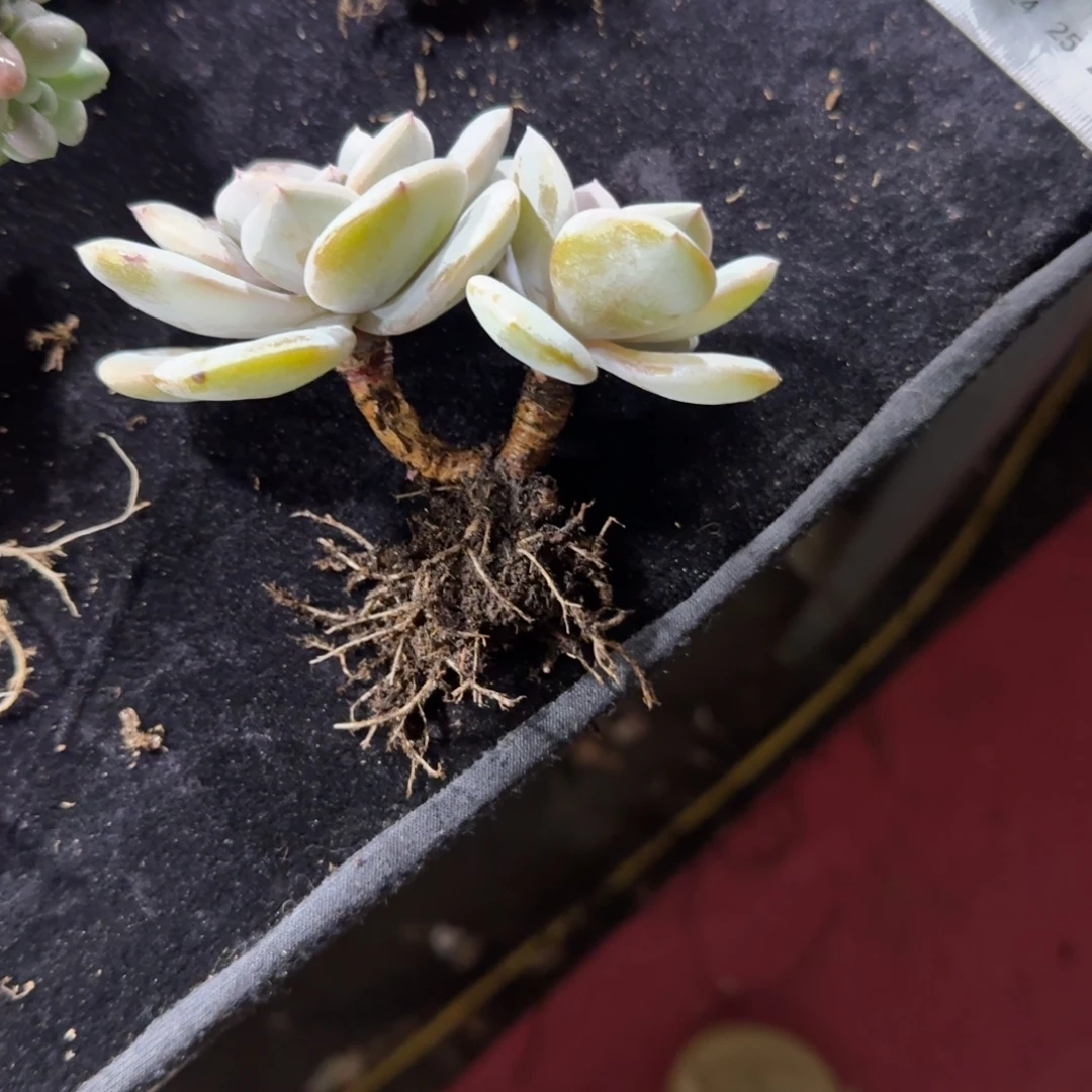 晓***7韩版奶茶一物一拍