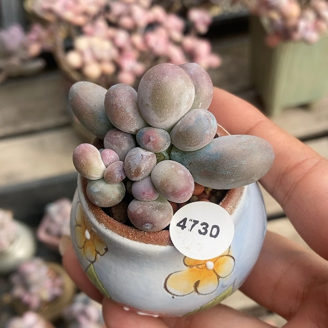 4730蛋黄奶酪带盆土