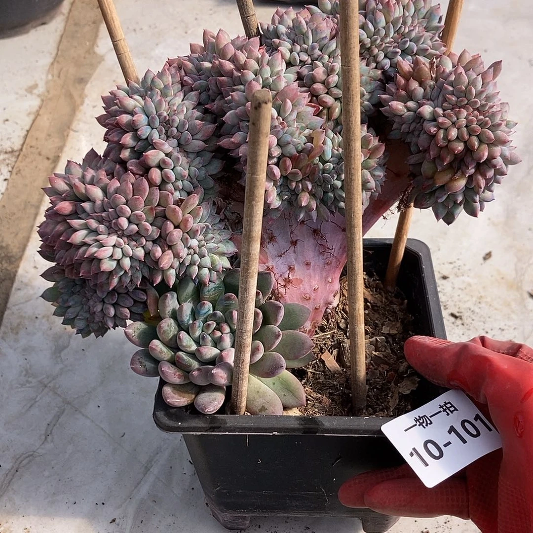 10-101 一物一拍不退不换退款拉黑