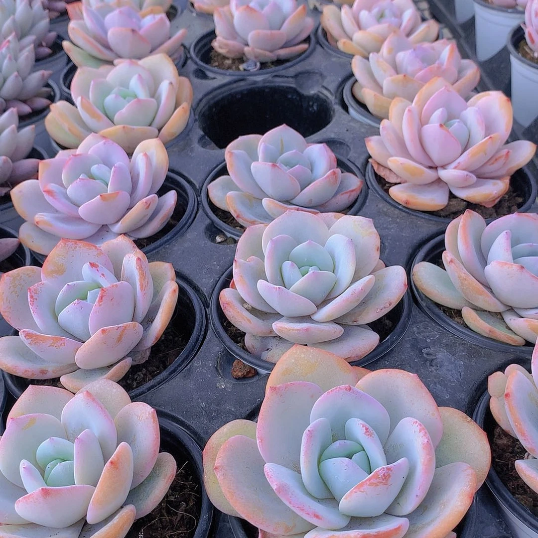 大奶茶23466789900000