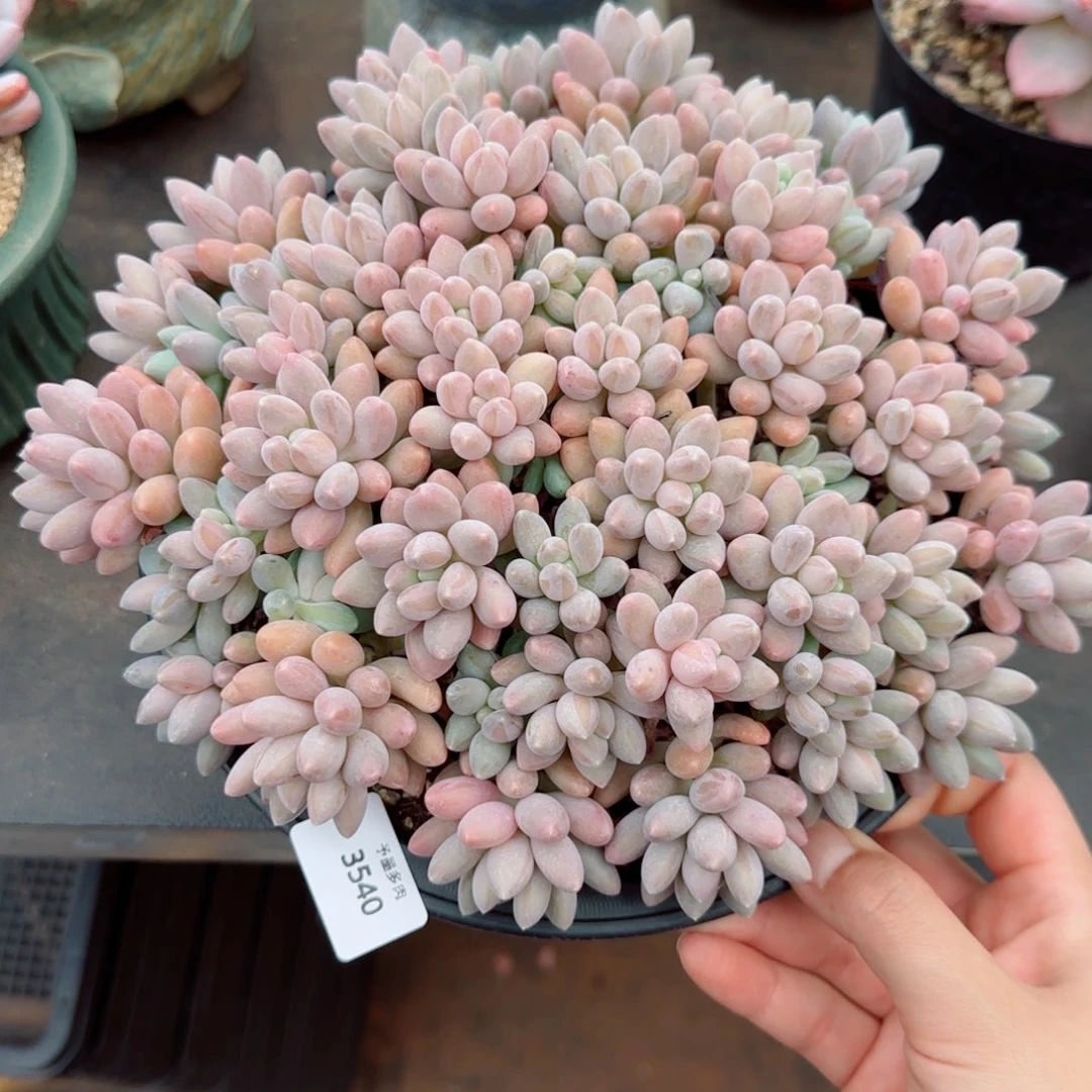 星黛露，3540多肉植物