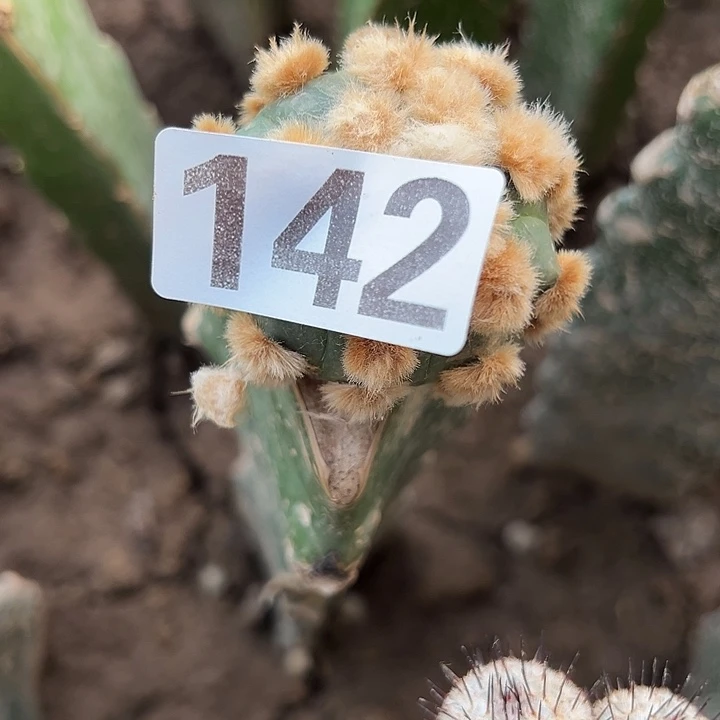 无***主仙人球142号仙人球