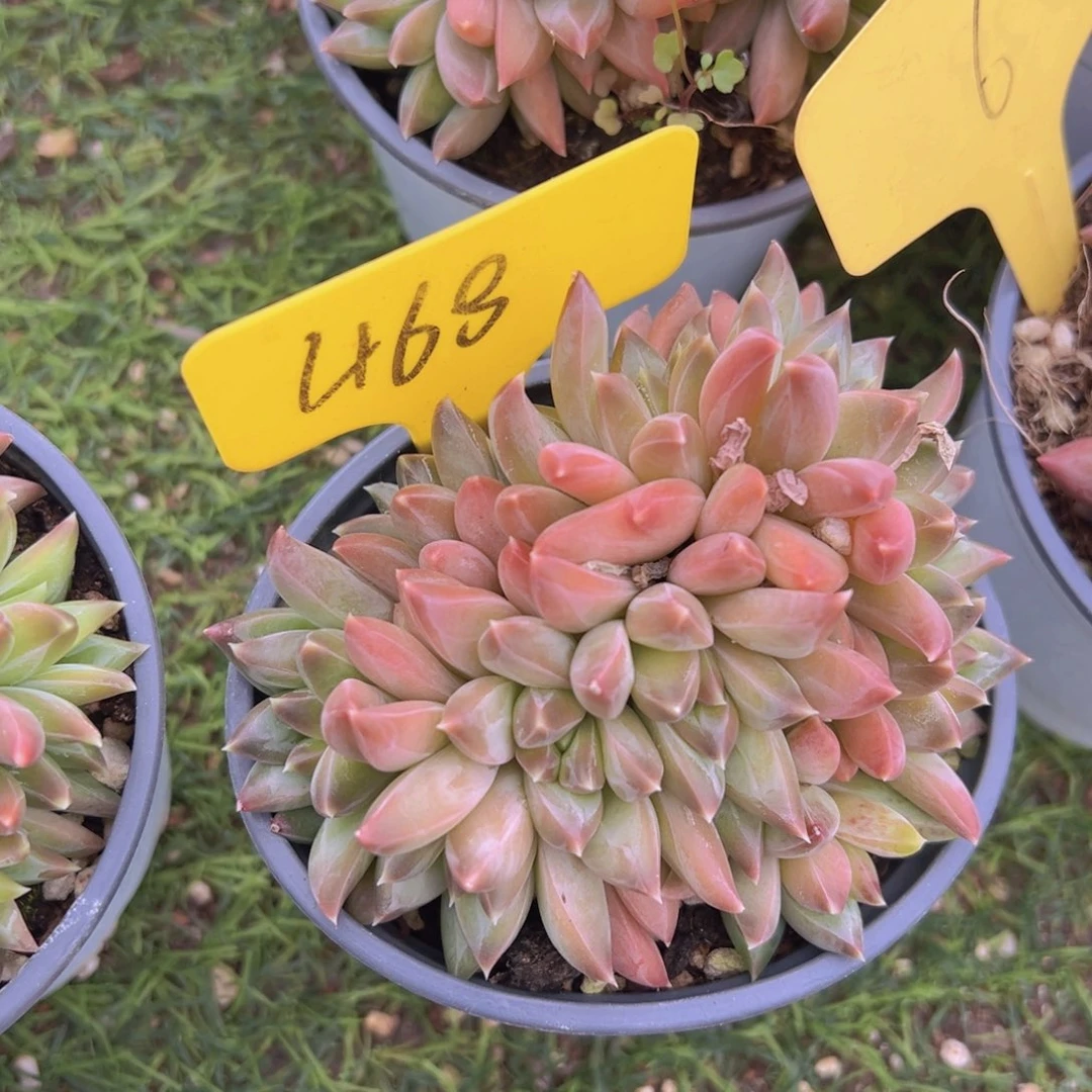 香玉的故事是一个人的故事吗