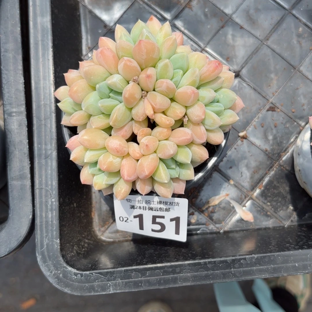 夏***至星空美人老桩多肉多肉