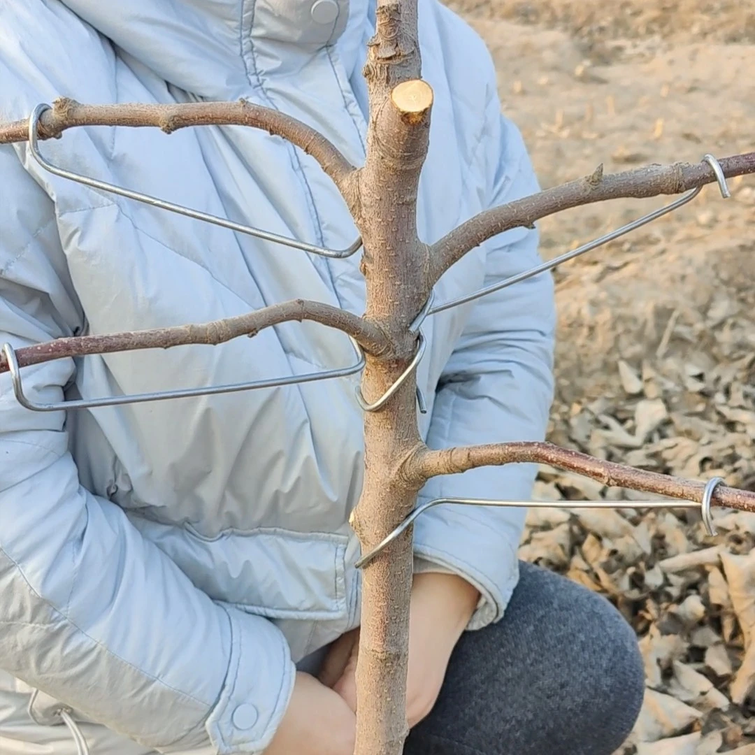 16厘米长果树拉枝器开角器热镀锌钢丝材质