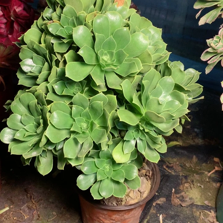 28香馥多肉111111